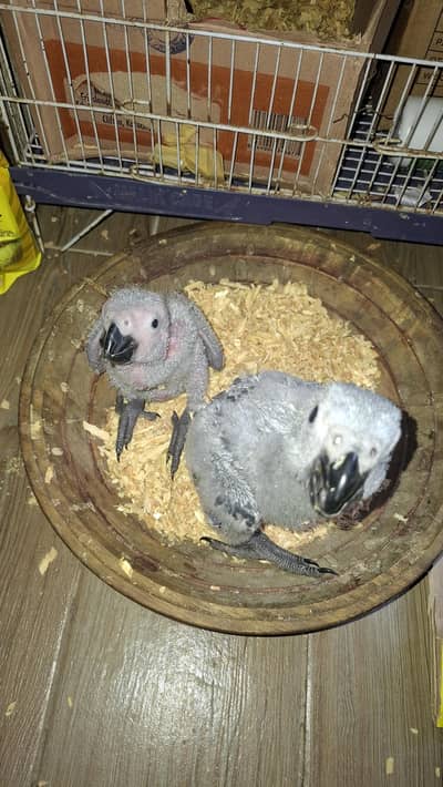 african grey 2 chicks available