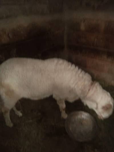 domba for sell