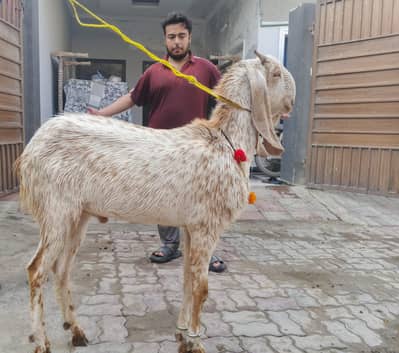 actual price 85000 full discount kar ka 80000