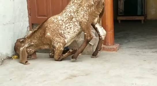 Qurbani ke liye Bakra Urgent For Sale _03134947622