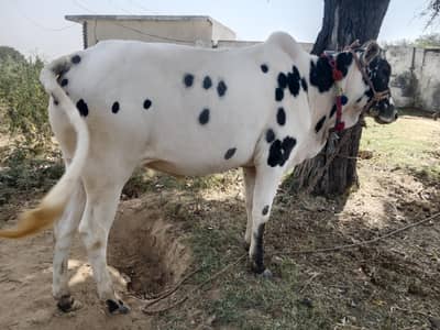 desi weray forsale