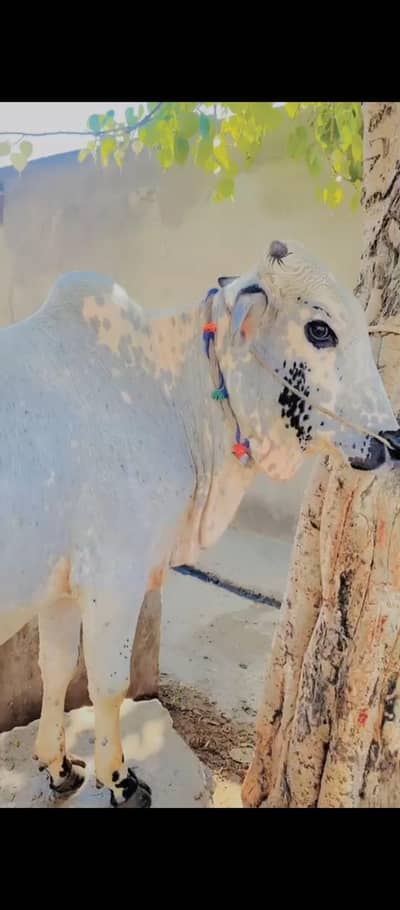 qurbani ka bull