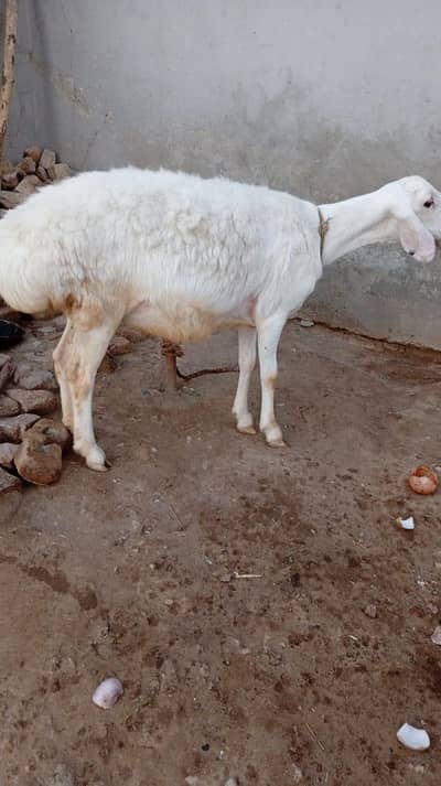 sheep