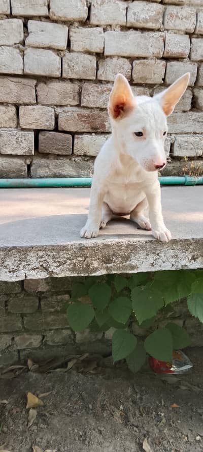 roosy dog