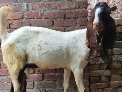 khasi bakra Desi breade