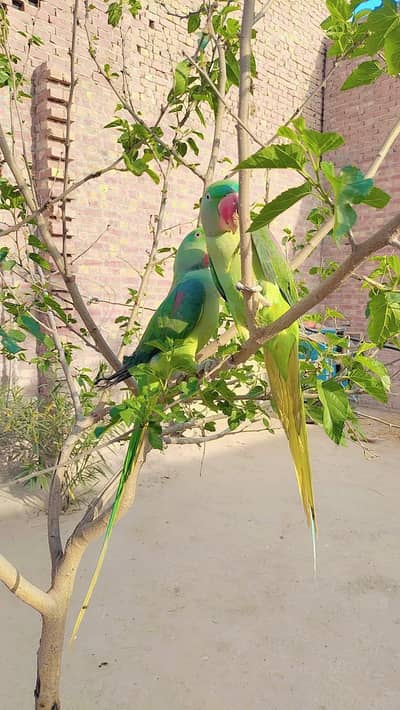 Raw parrot for sale