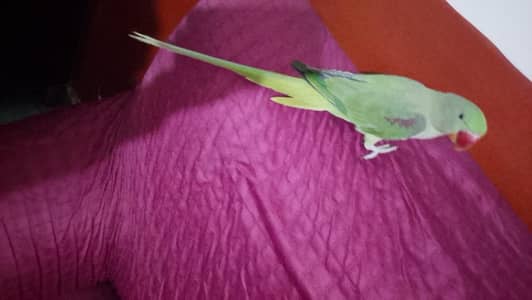 raw parrots o bite m for sale 03054636833