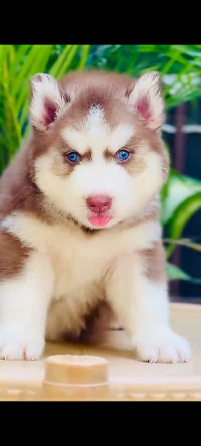 Siberian husky fore sale Whatsapp number 0340.4237994