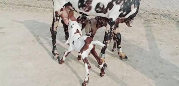 2 Bacchon ka sath Desi Bakri For Sale _ 03258956386