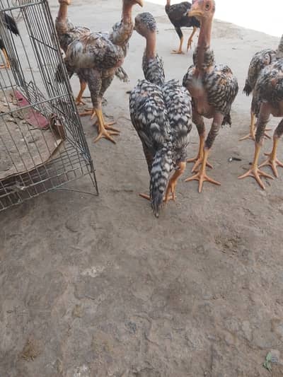 Aseel chicks