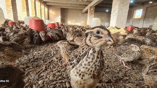 Quail batair