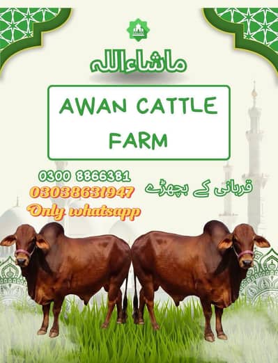 Bachra || wacha || Qurbani ka bachra