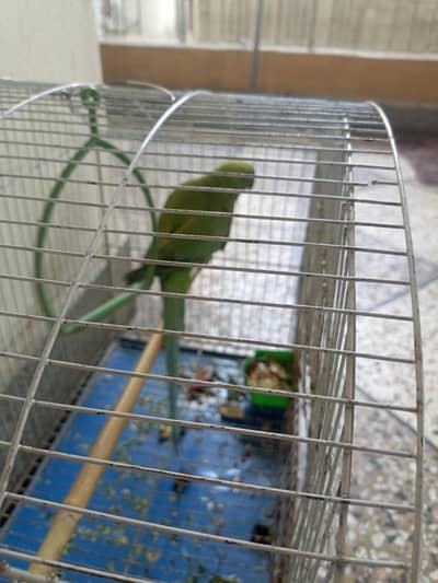 Beautiful Green Kashmiri Parrot