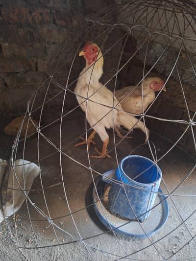 Herra patha for sale or exchange