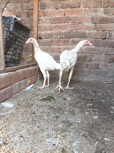 paper white heera pair