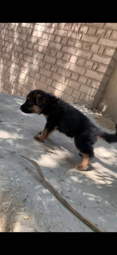 1 Month Old Puppy for Sale