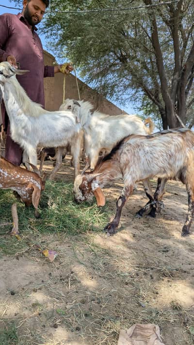 Bakra | 2 dant | goat | 3 bakre | healthy khobsorat 3 bakre