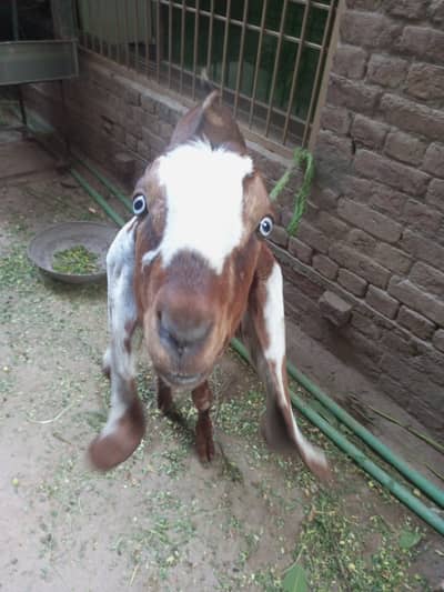 Donda Bakra