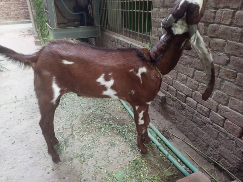 Donda Bakra 1