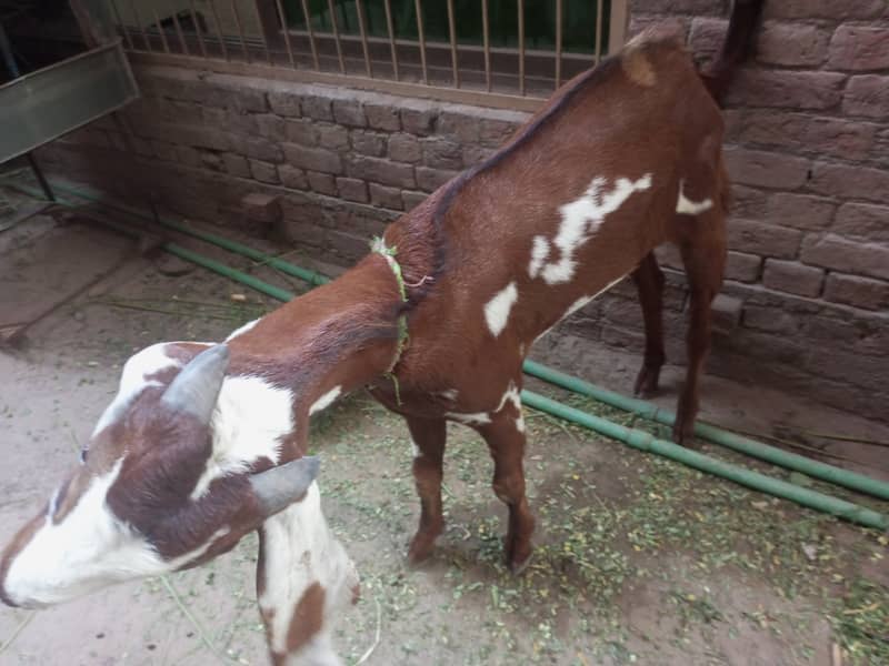 Donda Bakra 2