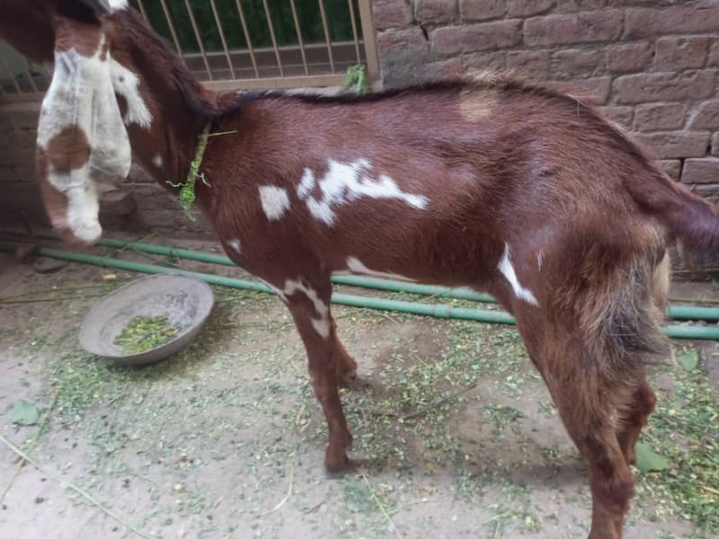 Donda Bakra 3