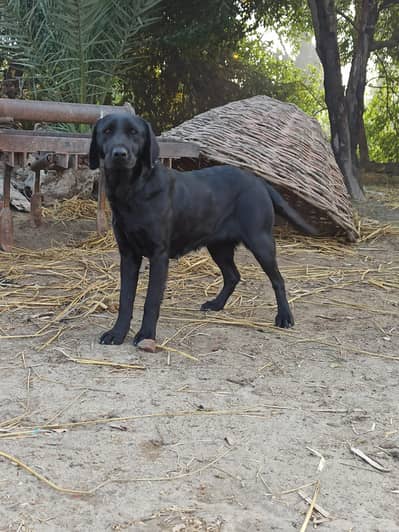 black Labrador dog female for sale\ friendly \ trained \ healthy