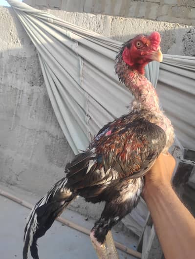 aseel murgh