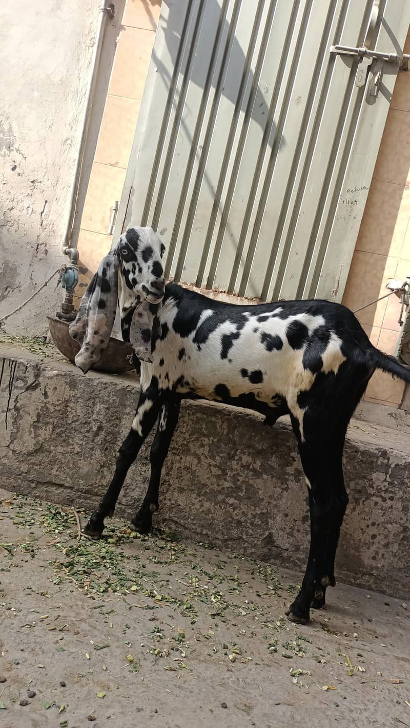 khassi bakry 2