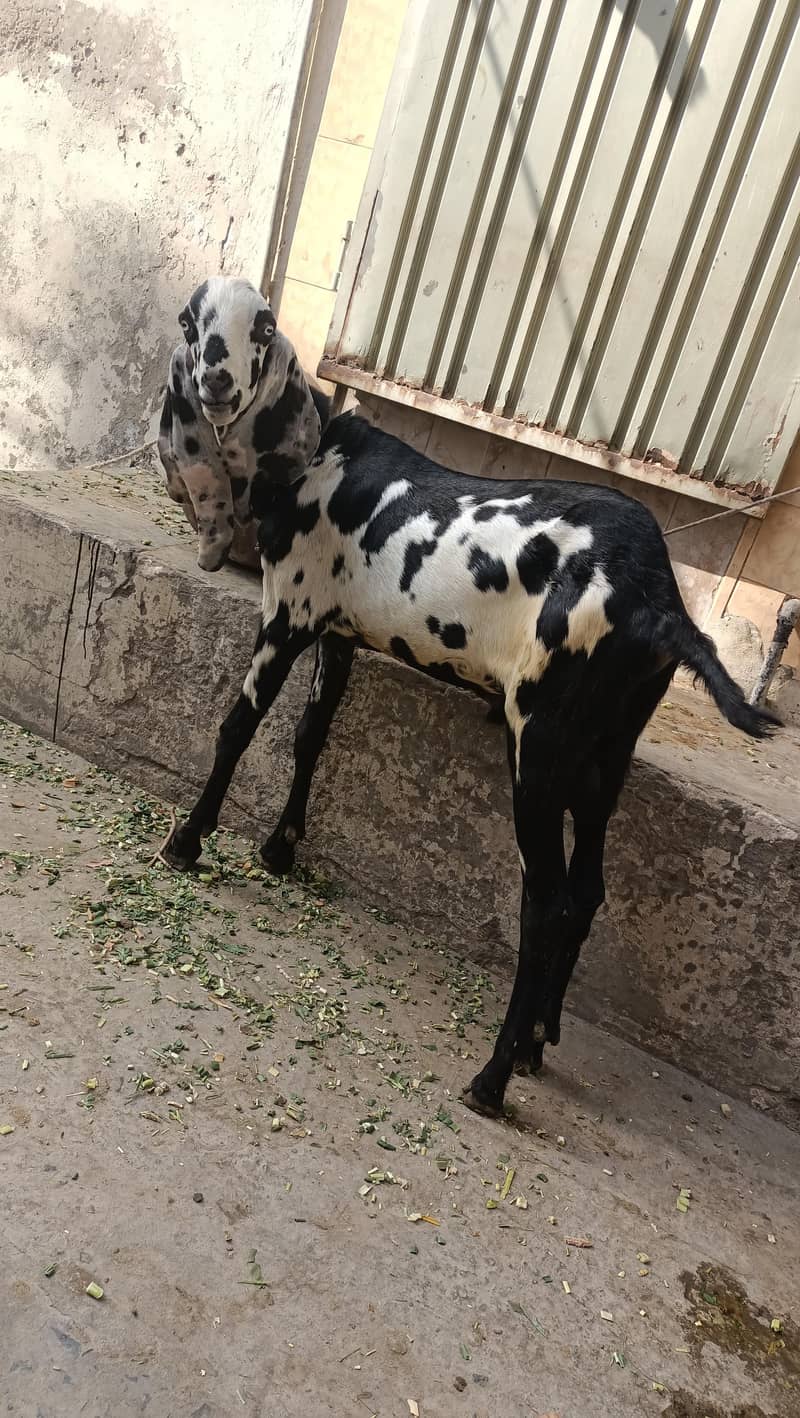 khassi bakry 3