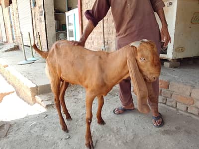 Gotبکرا