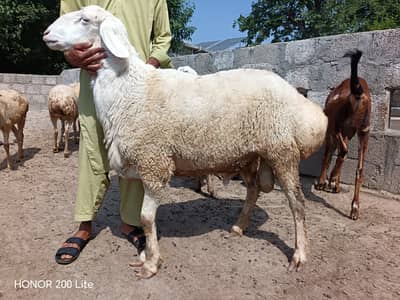 Healthy Sheep for Qurbani sale