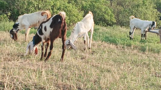 Bakra qurbani ka lia dastiab hi D12 markaz margala road