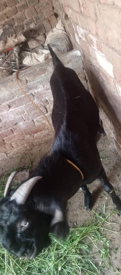 eif bakra for sale