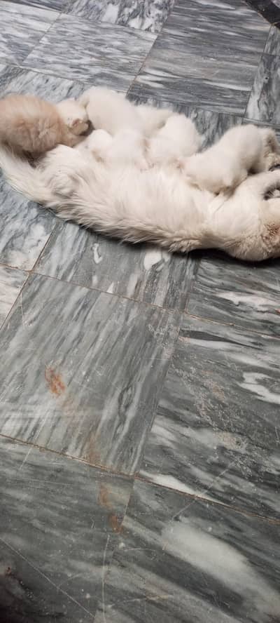 Persian cats
