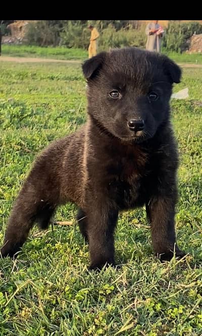 German Shepherd | Puppies | Dog | German Shepherd Pup | Double Coat