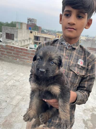 German shepherd puppy