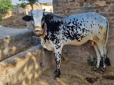 qurbani ka bull for sale 2 dant ha organic food pa pala huwa ha