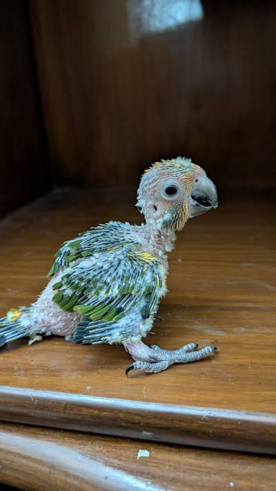 sun conure chicks