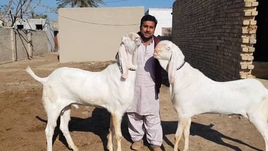 2 Bakre Urgent For Sale call me _03258956386