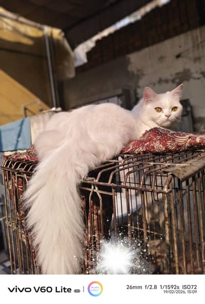 Persian cat very healthy and active
