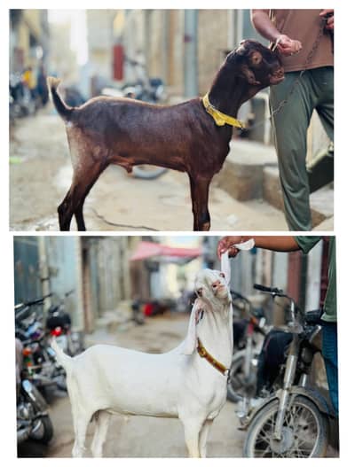 Bakra For Sell