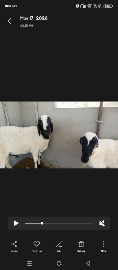 sheep / dumba jori for sale 13. motnhs  0.342. 2079793