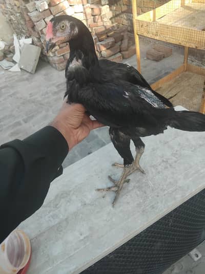 thai + Pakistani patha 3 months age