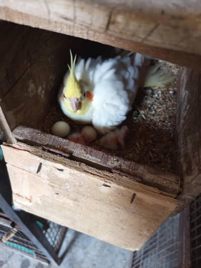 comon white pair with chicks Location jaranwala sirf call O3O34O88469
