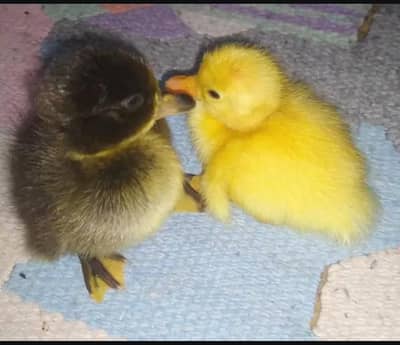 Ducklings 500/piece