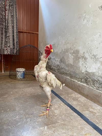 Shamo male