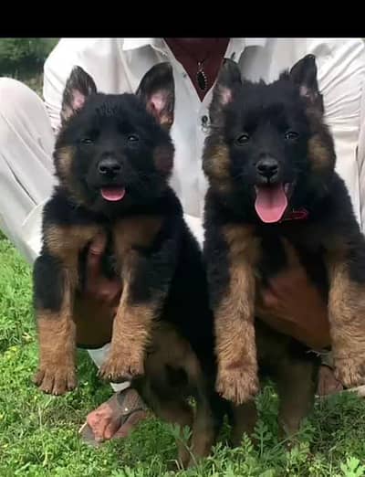 long cot German Shepherd a 1 colitye