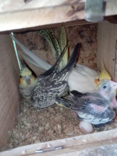 cocktail pair+box+chick
