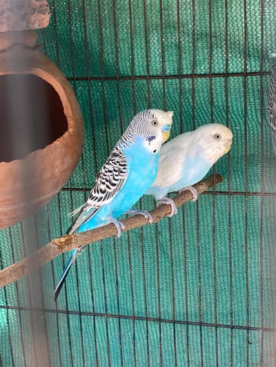 Breeder budgie pair male or female