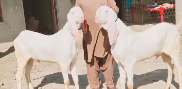 Qurbani ke liye Bakre For Sale _ 03258956386